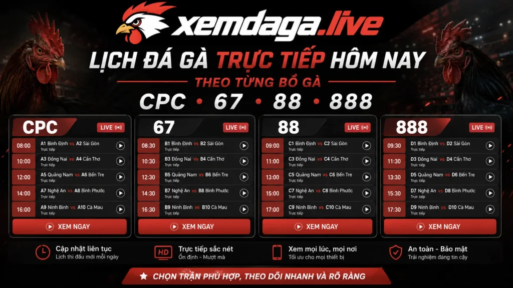 Lịch đá gà trực tiếp hôm nay theo từng bồ gà